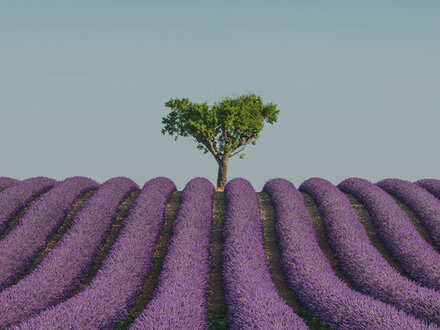 image ao f tree in a field of purple flowers