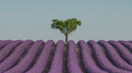 image ao f tree in a field of purple flowers