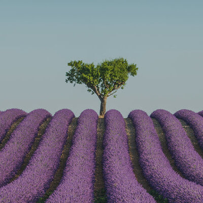 image ao f tree in a field of purple flowers