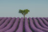 image ao f tree in a field of purple flowers